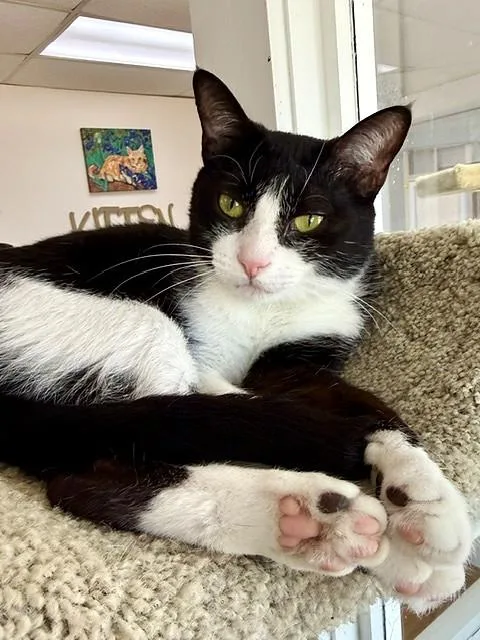 Elvira