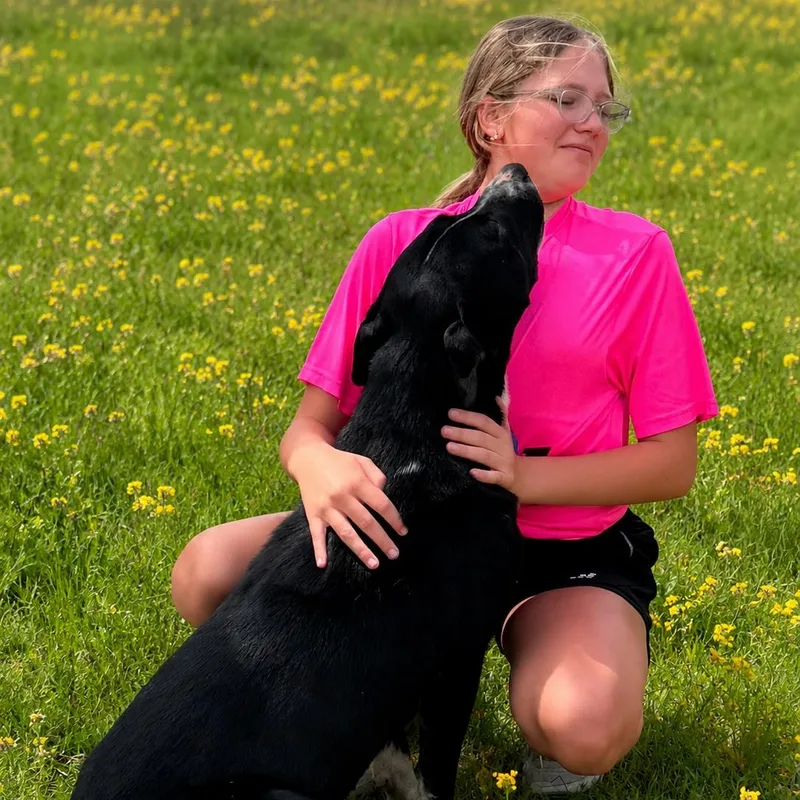 A young large-sized male Black Labrador Retriever dog named Eli for adoption in Houston, TX