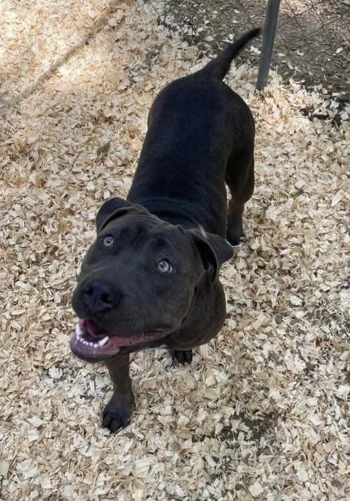 A young large-sized female Pit Bull Terrier dog named Agnes for adoption in Troy, AL