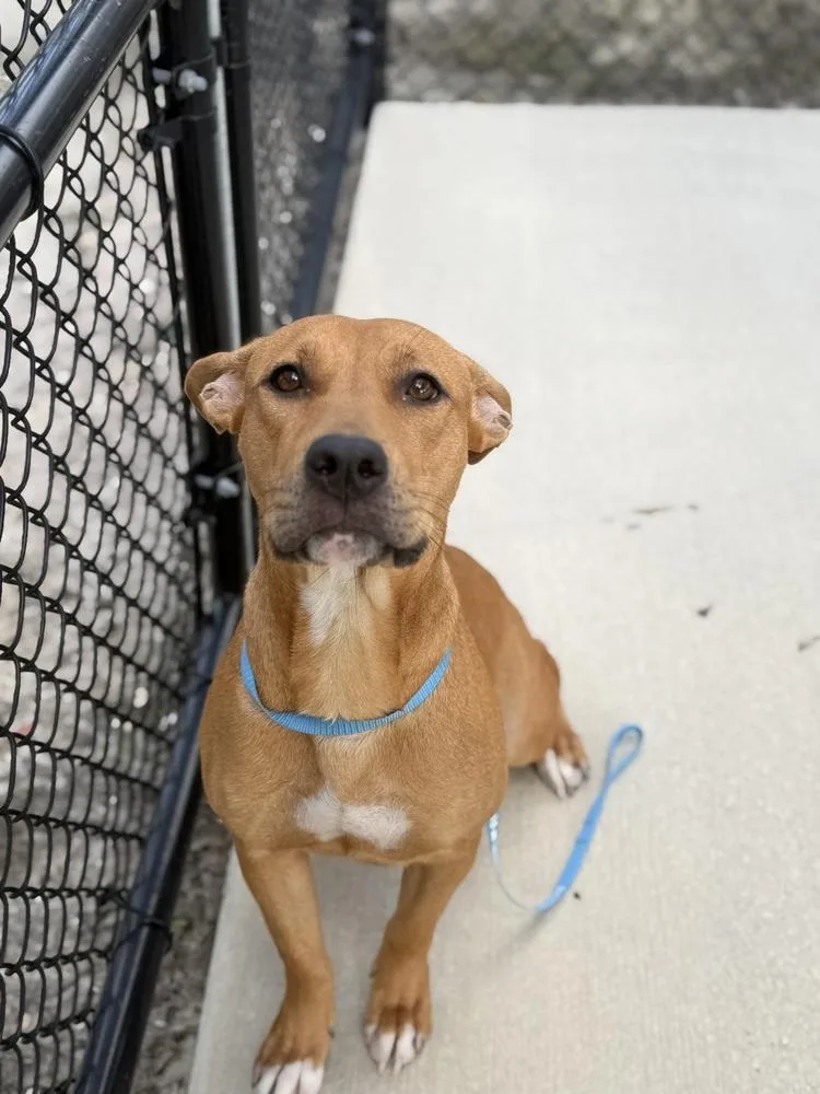 An adult medium-sized female White / Cream Labrador Retriever dog named Eve for adoption in Lakeland, FL