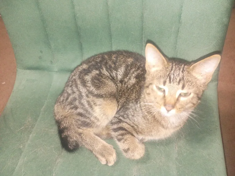 A young medium-sized male Domestic Short Hair cat named Halfsy for adoption in Niles, MI