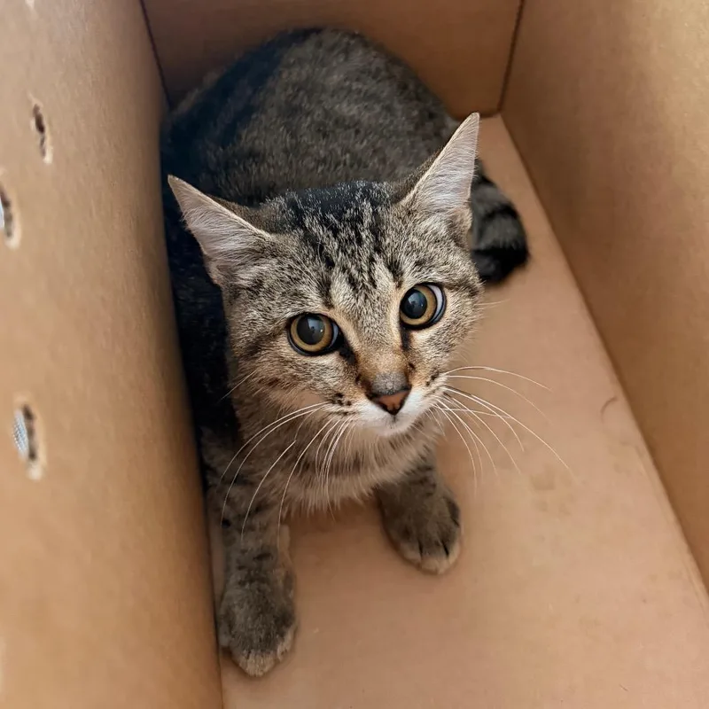 A young medium-sized male Brown / Chocolate Domestic Short Hair cat named Spooky Pookie for adoption in Indianapolis, IN