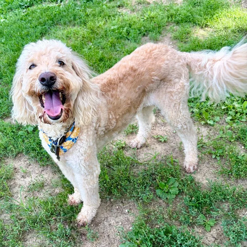 A senior medium-sized male Apricot / Beige Labrador Retriever dog named Benjamin for adoption in Pekin, IL