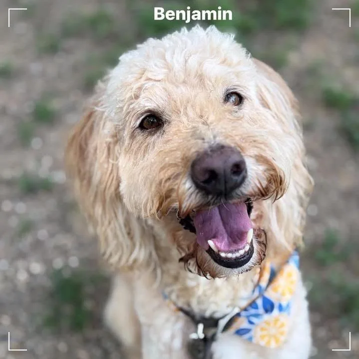Benjamin thumbnail 2