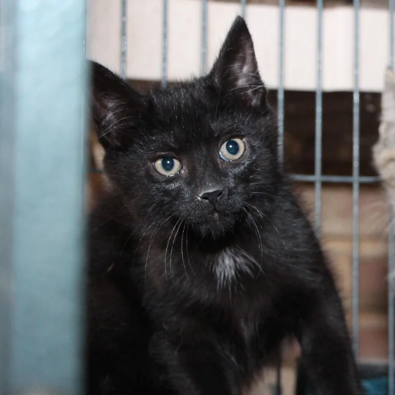 A baby medium-sized male Black Domestic Short Hair cat named Noir for adoption in Harrisburg, PA