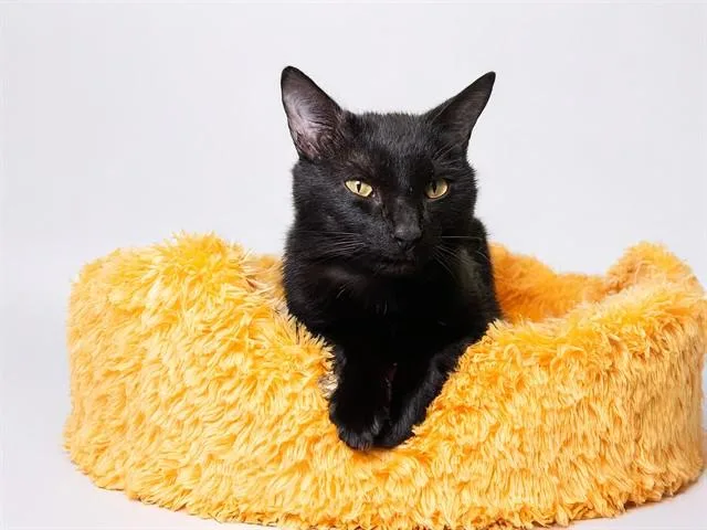 An adult medium-sized male Domestic Short Hair cat named Bluto for adoption in Fort Lauderdale, FL