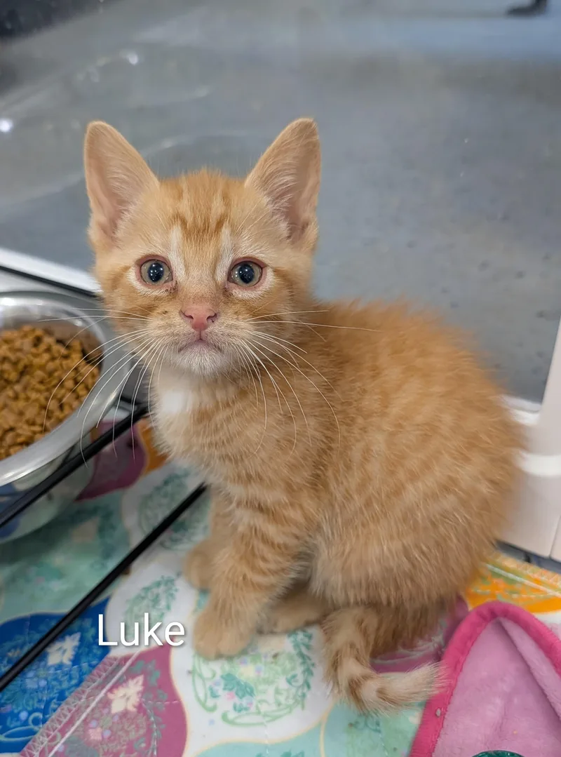 A baby medium-sized male Orange / Red Domestic Short Hair cat named Luke for adoption in Waterloo, IA