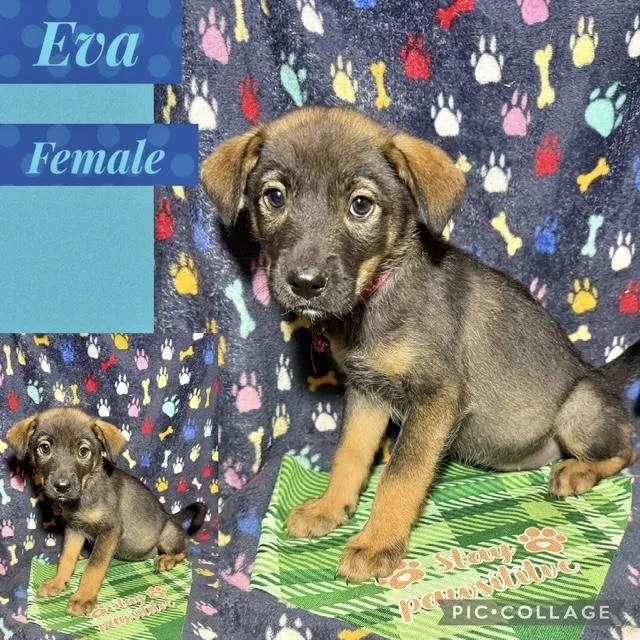 A baby medium-sized female Shepherd dog named Eva for adoption in Manchester, CT