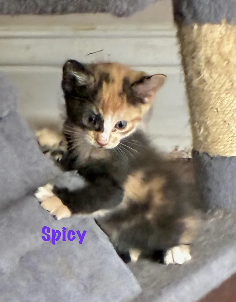 Spicy