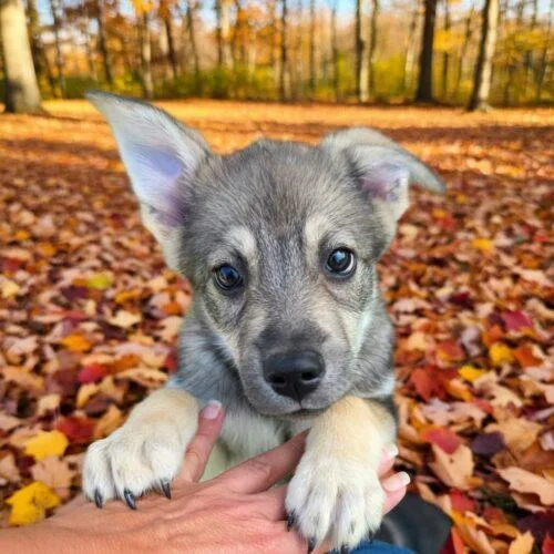 A baby small-sized female Norwegian Elkhound dog named Nora for adoption in Twin lakes, WI