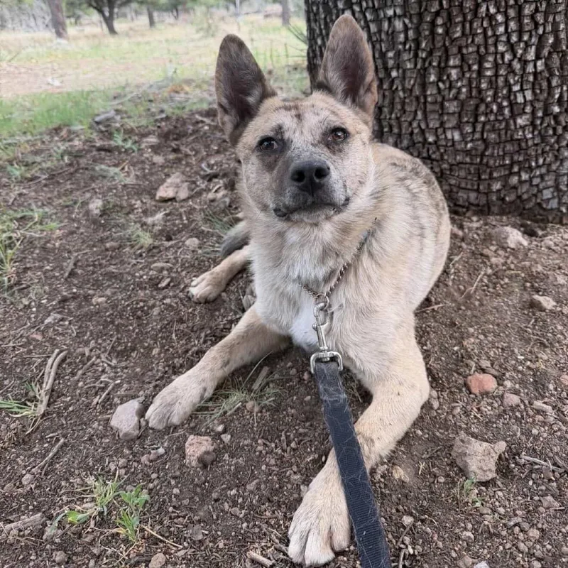 An adult large-sized female Yellow / Tan / Blond / Fawn Mixed Breed dog named Angela   At for adoption in Flagstaff, AZ
