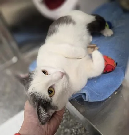 A young medium-sized female Domestic Short Hair cat named Katie for adoption in Westland, MI