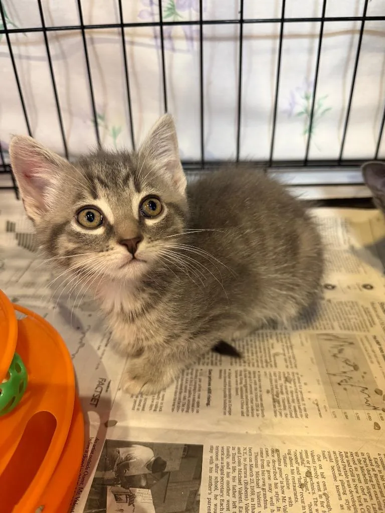 A baby medium-sized male Domestic Short Hair cat named Squab for adoption in Cincinnati, OH