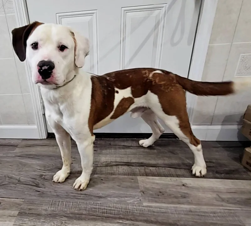 An adult medium-sized male Brown / Chocolate Mixed Breed dog named Arlo for adoption in Hoopeston, IL
