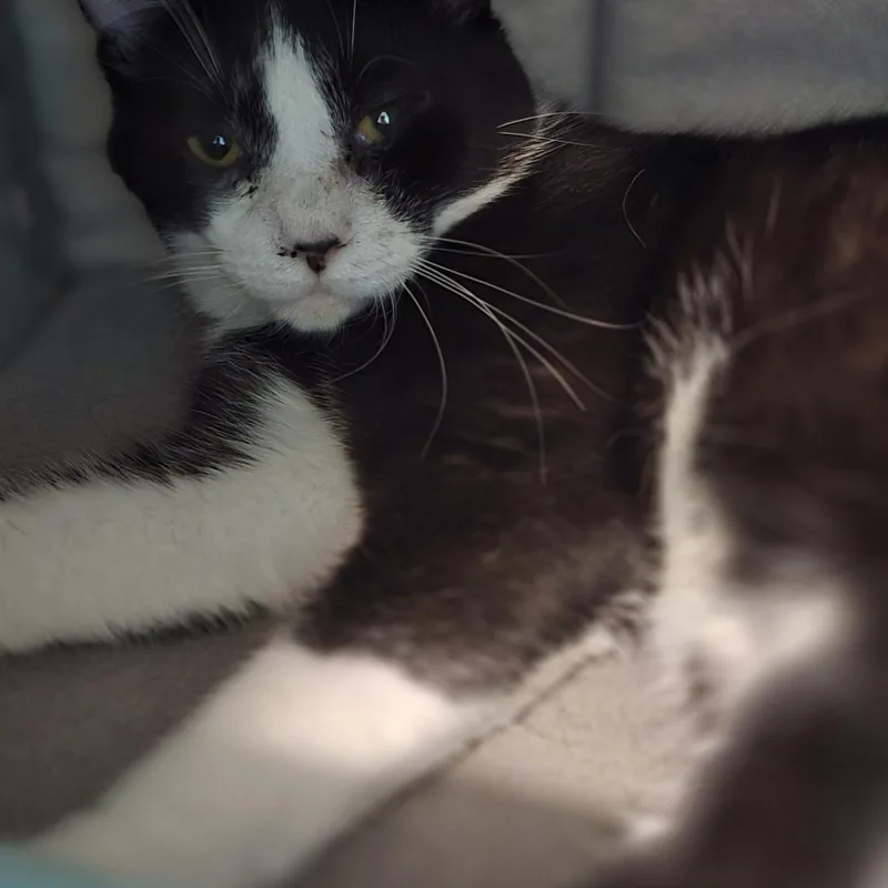 An adult medium-sized male Tuxedo cat named Chow for adoption in Petersburg, IN