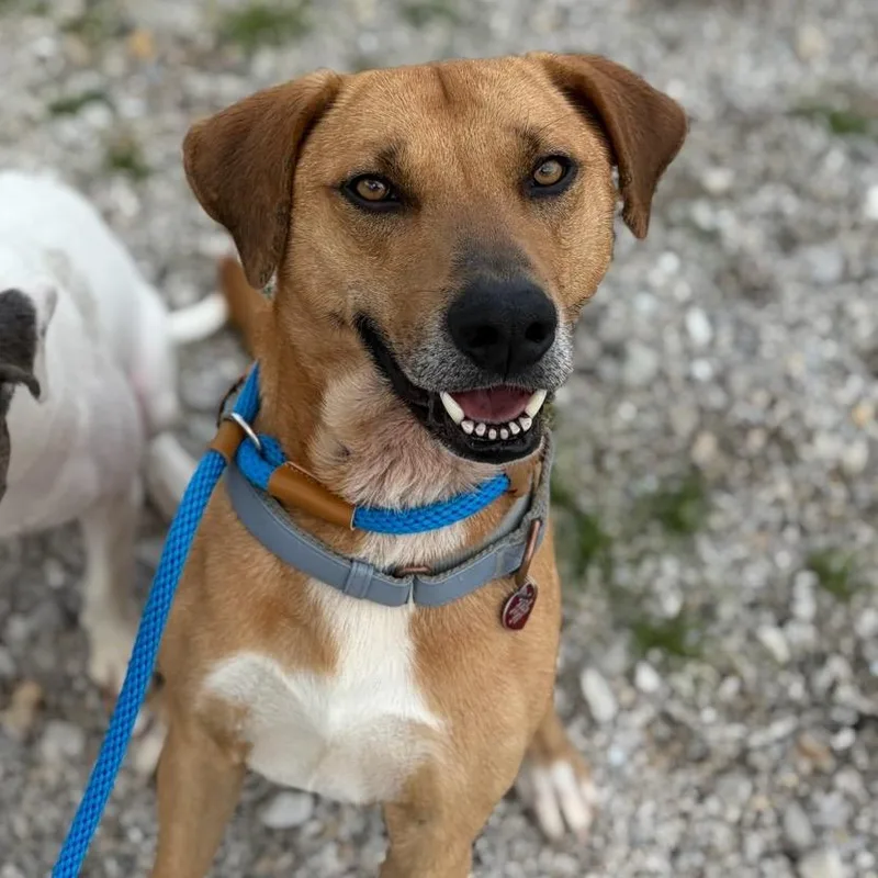 An adult medium-sized male Brown / Chocolate Labrador Retriever dog named Cheese for adoption in St. Peters, MO