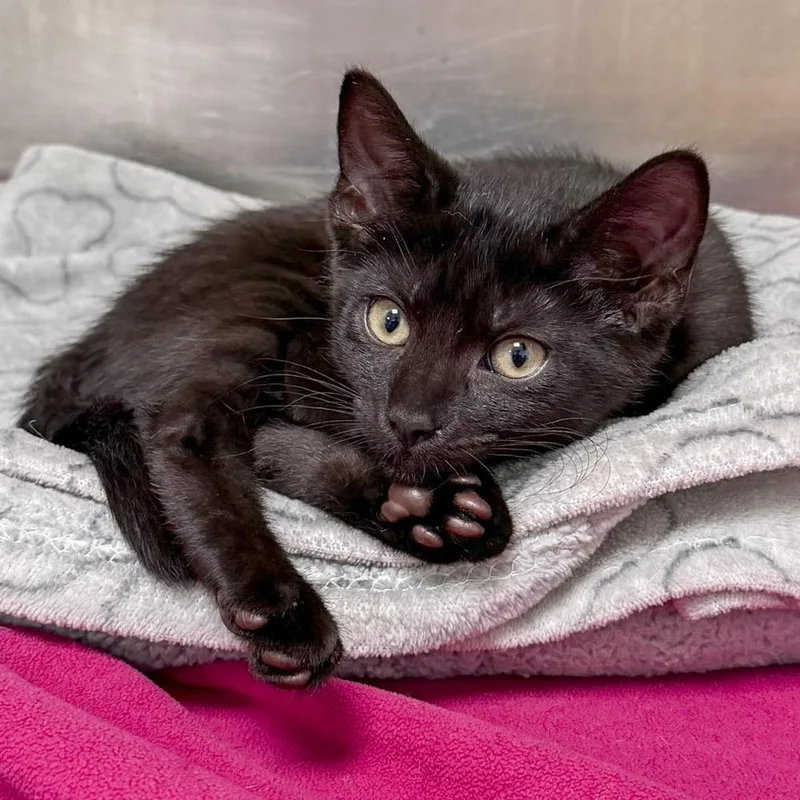 A baby medium-sized female Black Domestic Short Hair cat named Skipper for adoption in Stamford, CT