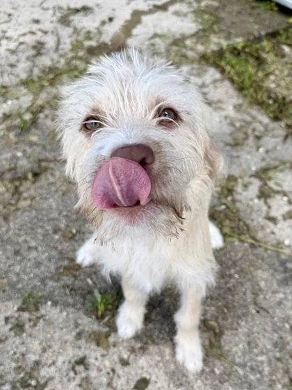 An adult small-sized male Mixed Breed dog named Michael for adoption in Kansas City, MO