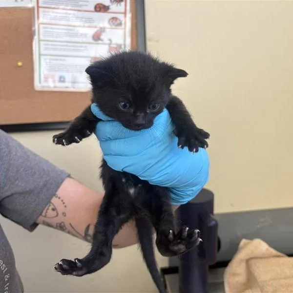 A baby small-sized male Black Domestic Short Hair cat named Lux for adoption in Pasadena, CA