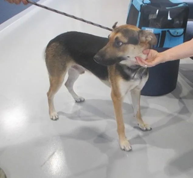 An adult large-sized male German Shepherd Dog dog named A for adoption in Ocala, FL