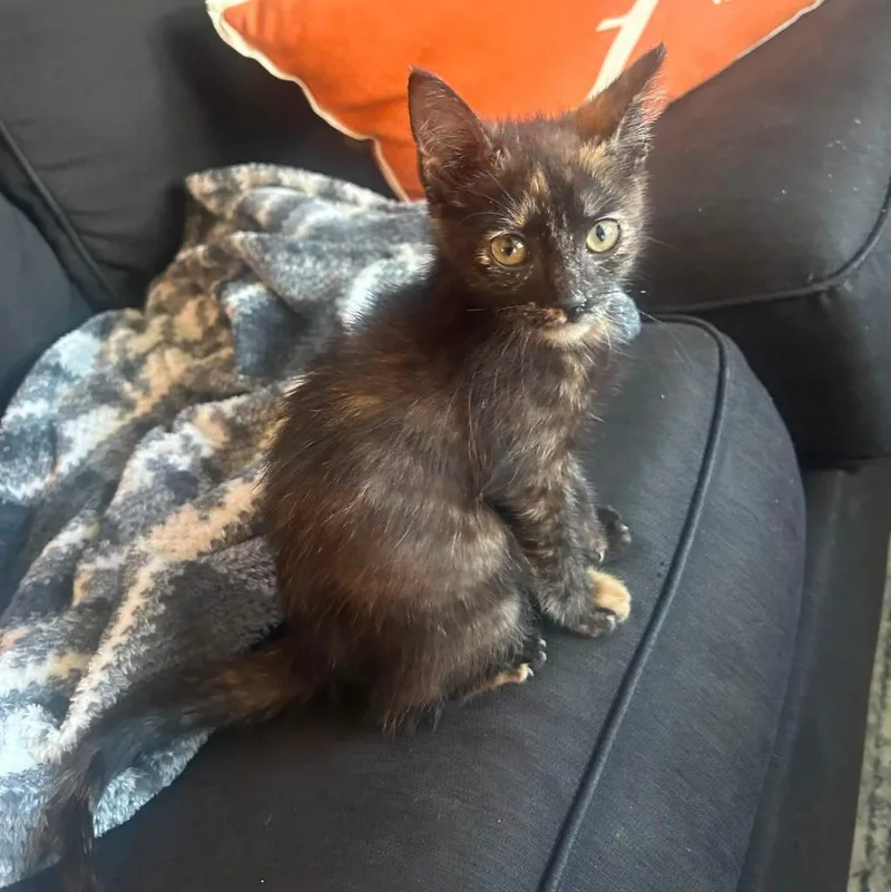 A baby small-sized female Domestic Short Hair cat named Twix for adoption in Wintersville, OH
