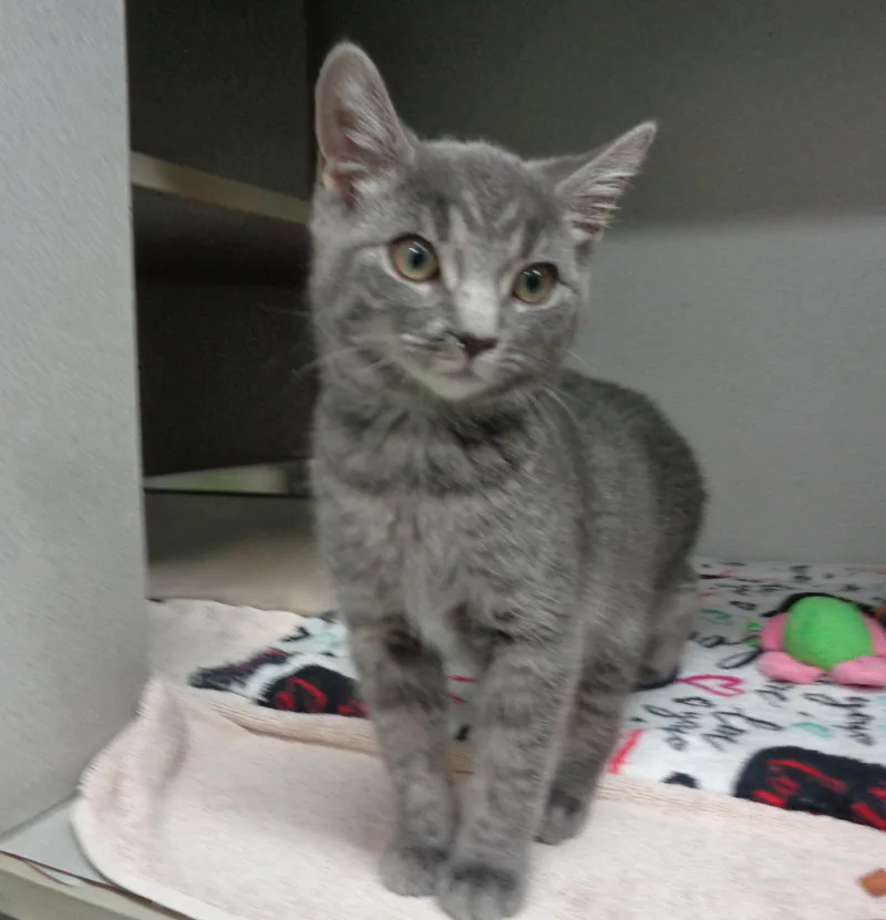 A baby small-sized female Gray / Blue / Silver Tiger cat named M&m for adoption in Delhi, NY