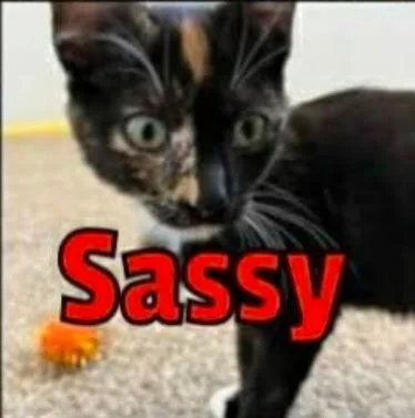 Sassy