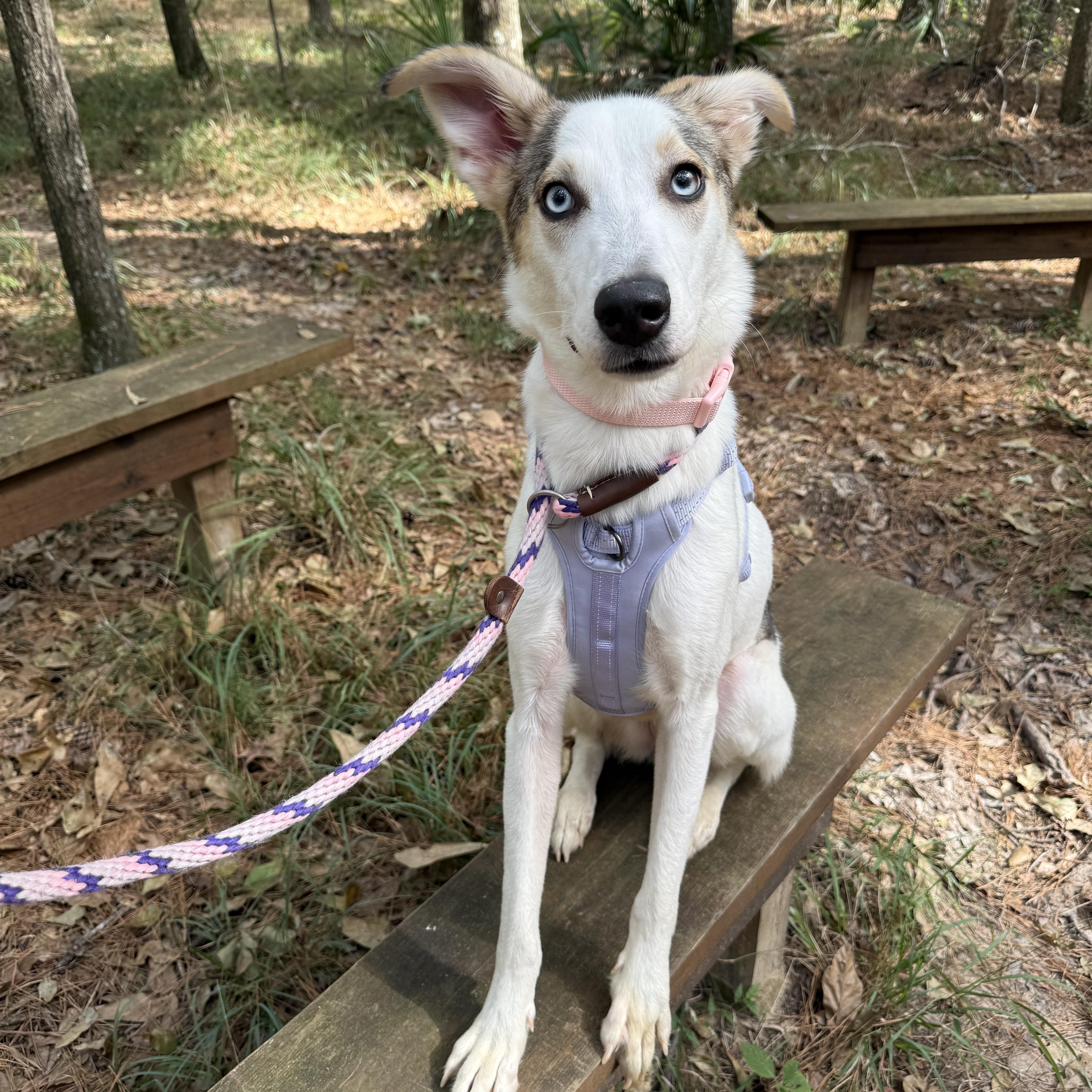 A baby medium-sized female White / Cream Husky dog named Delta for adoption in Humble, TX