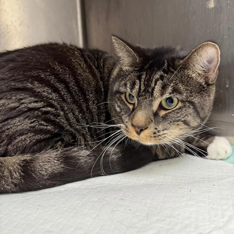 A senior extra large-sized male Brown / Chocolate Domestic Short Hair cat named Diego for adoption in Pasadena , MD