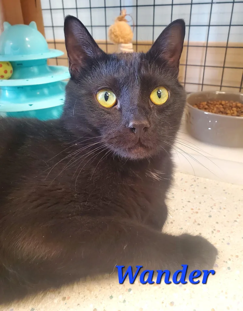 An adult large-sized male Black Domestic Short Hair cat named Wander  Part Of for adoption in Spokane Valley, WA