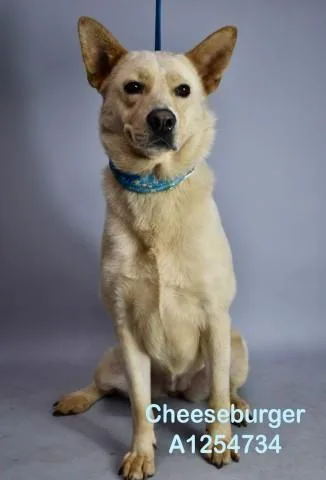 An adult large-sized female Shepherd dog named Cheeseburger for adoption in Bakersfield, CA