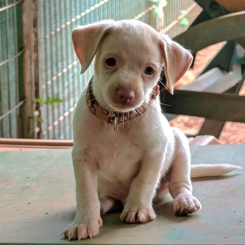 A baby small-sized male Apricot / Beige Miniature Pinscher dog named Reno for adoption in Milledgeville, GA