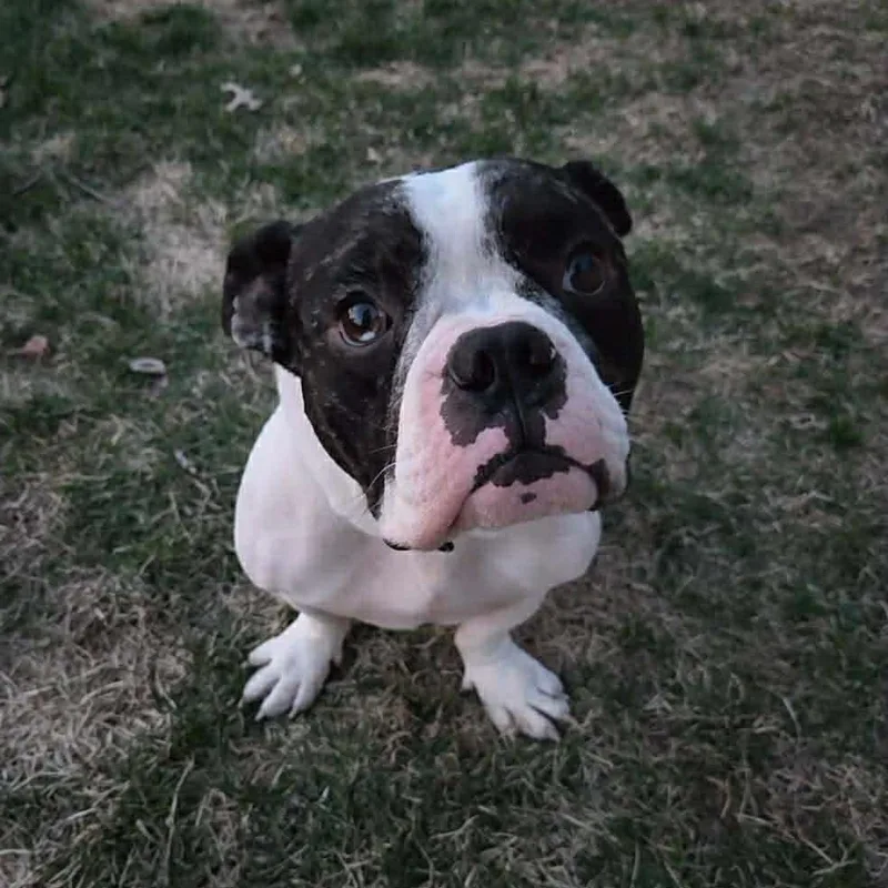 An adult small-sized male Black Boston Terrier dog named Bane for adoption in Dysart, IA