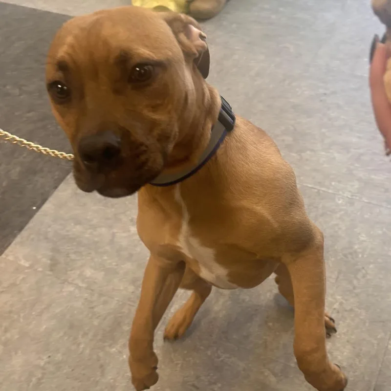 A young medium-sized male Yellow / Tan / Blond / Fawn Mixed Breed dog named Hardey for adoption in Philadelphia, PA