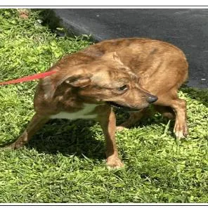 An adult medium-sized female Brown / Chocolate Terrier dog named Franky for adoption in Tampa, FL