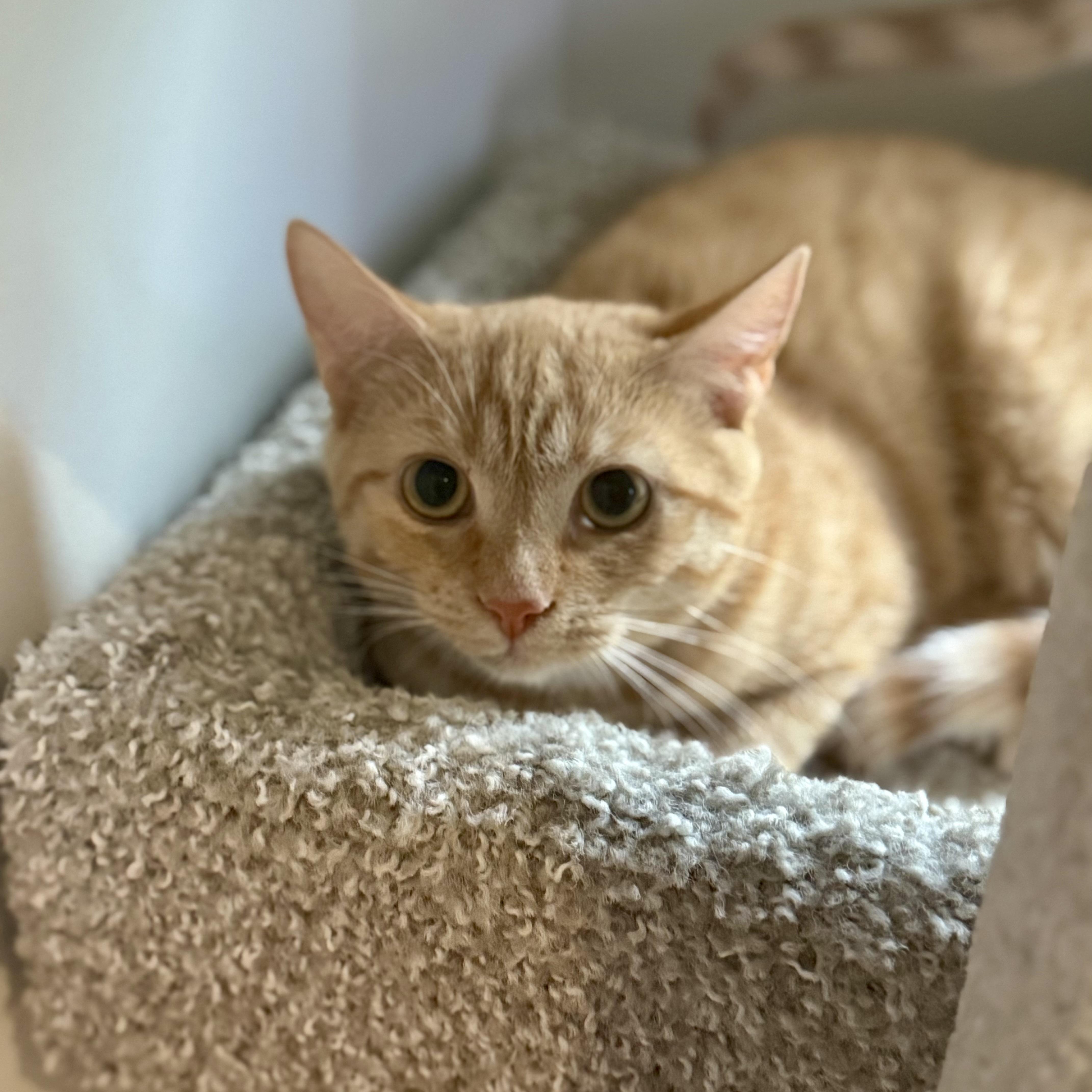 A young medium-sized female Tabby (Orange / Red) Domestic Short Hair cat named Burrata for adoption in Richmond, VA