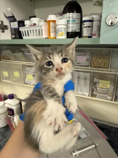 A baby small-sized female Domestic Short Hair cat named Dezi for adoption in Woodland, CA