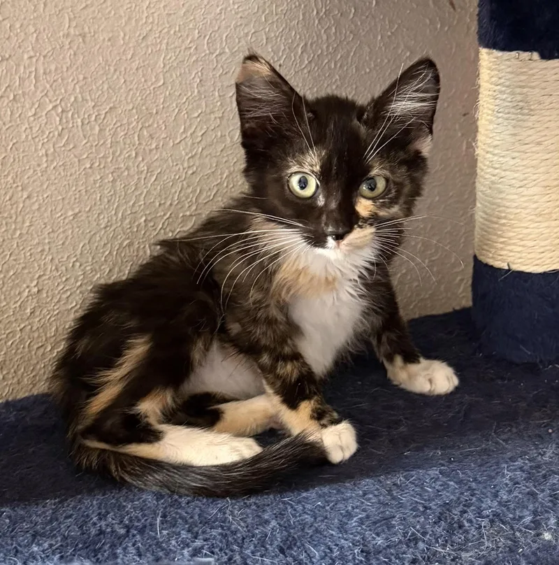A baby medium-sized female Calico Domestic Short Hair cat named Stormy for adoption in Pocatello, ID