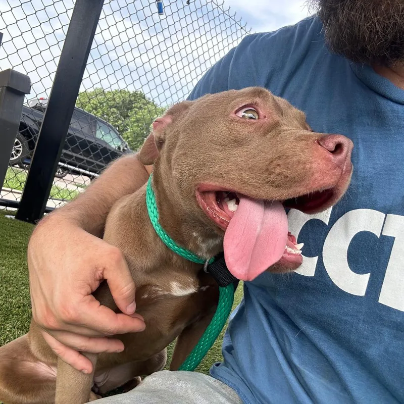 A young medium-sized female Yellow / Tan / Blond / Fawn Mixed Breed dog named Mocha Latte for adoption in Philadelphia, PA