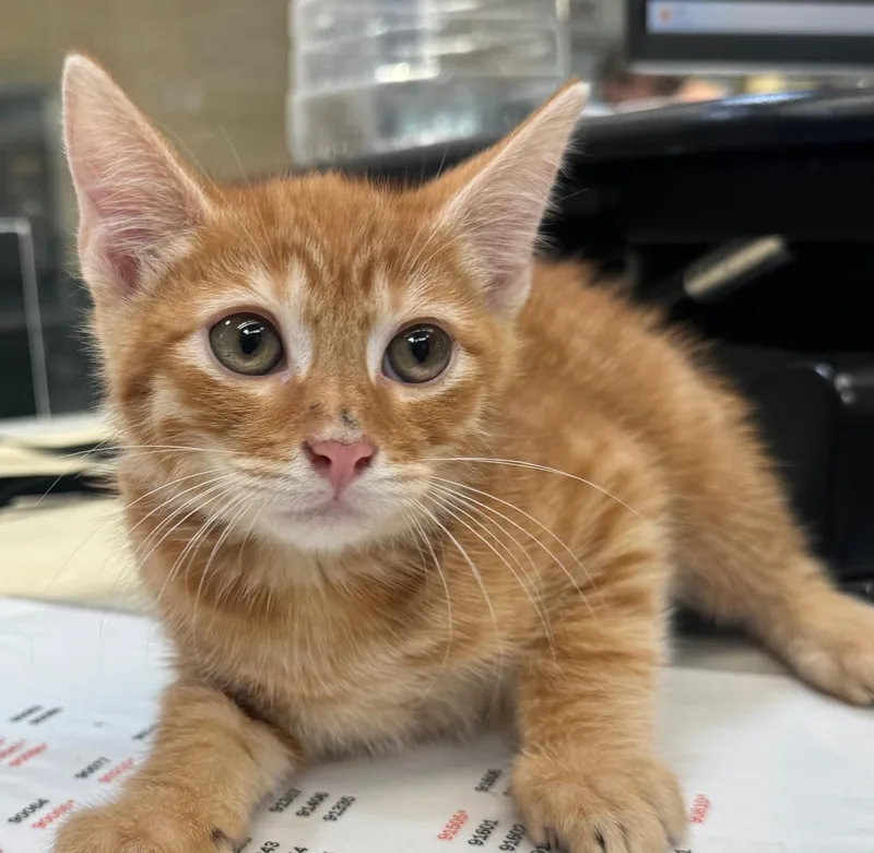 A baby small-sized male Domestic Short Hair cat named Bowser for adoption in Los Angeles, CA