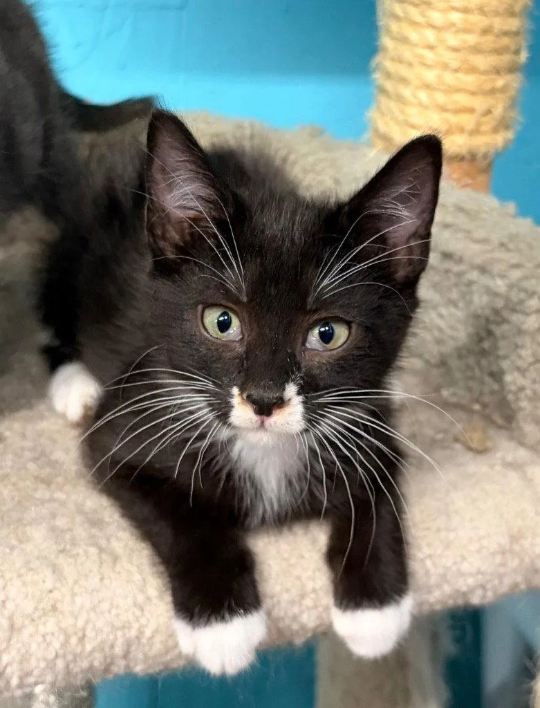 A baby medium-sized female Black & White / Tuxedo Domestic Short Hair cat named Fae for adoption in Battle Ground, WA