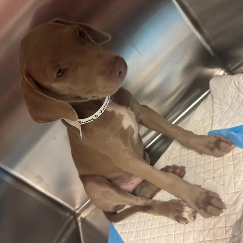 A baby small-sized male Yellow / Tan / Blond / Fawn Mixed Breed dog named Walter for adoption in Columbus, GA