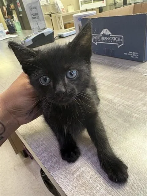 A baby small-sized male Domestic Short Hair cat named Panther for adoption in Sugar Land, TX