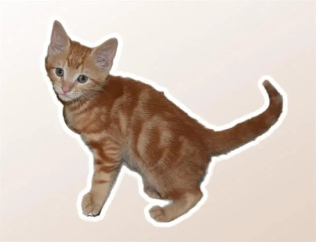 Butterball Comet