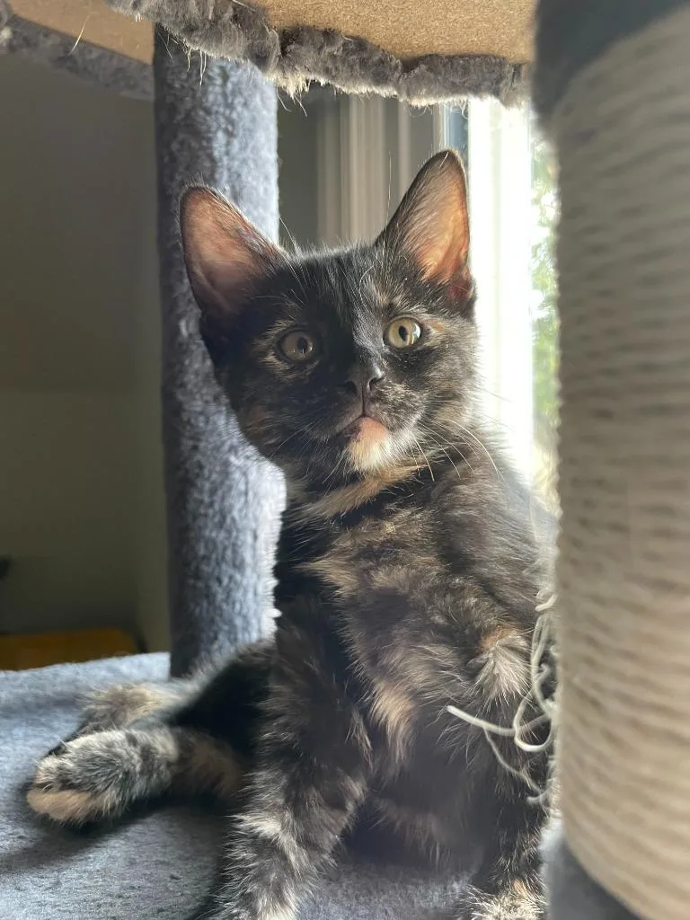 A baby medium-sized female Domestic Short Hair cat named Raisin Bran for adoption in Youngsville, NC