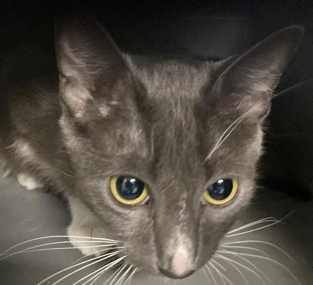 A young medium-sized female Domestic Short Hair cat named Star for adoption in Long Beach, CA