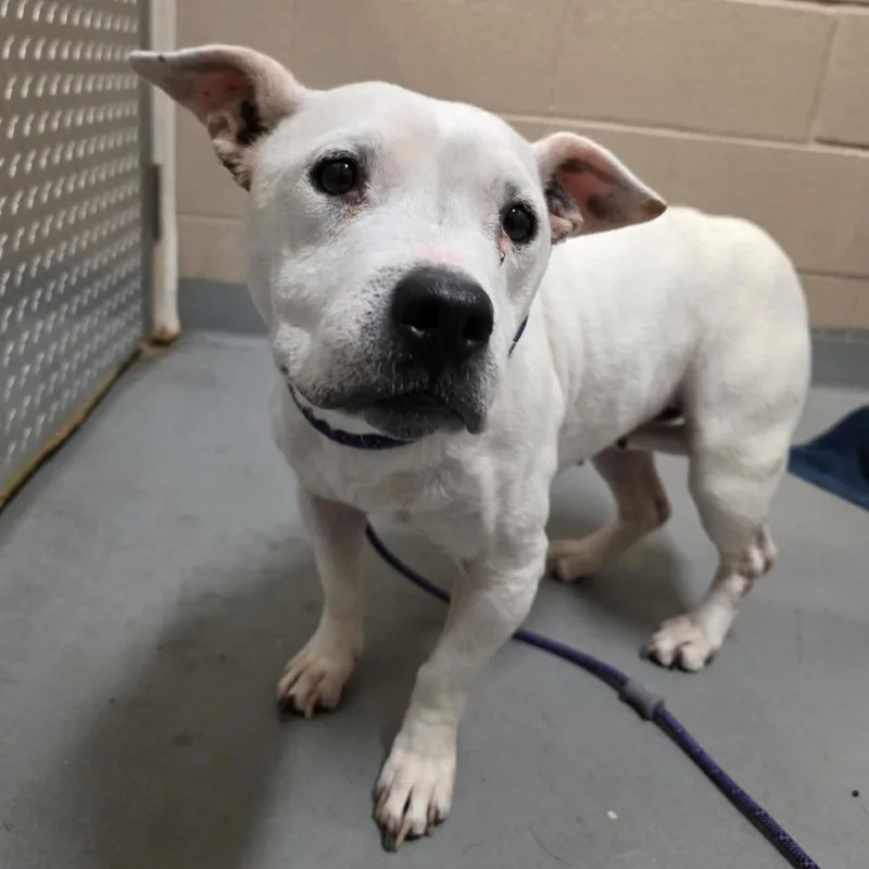 An adult medium-sized female White / Cream Mixed Breed dog named Fury for adoption in Tacoma, WA