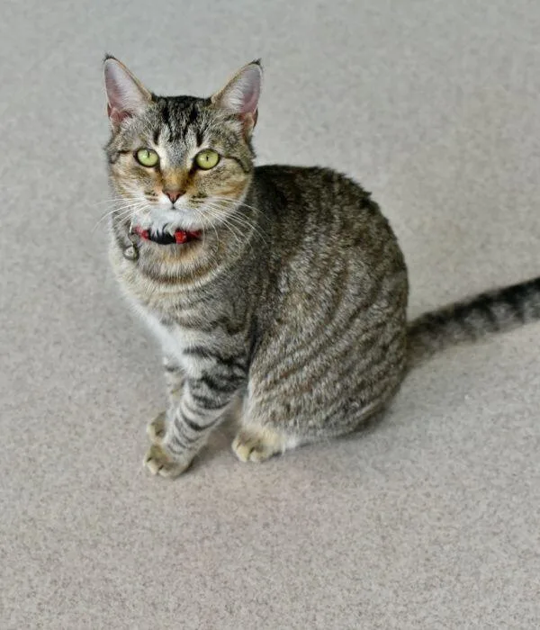 An adult medium-sized female Tabby (Brown / Chocolate) Domestic Short Hair cat named Mantis for adoption in Marietta, GA