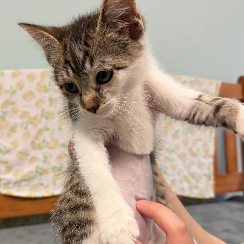 A baby small-sized female Brown / Chocolate Domestic Short Hair cat named Maggie for adoption in Middlebury, VT