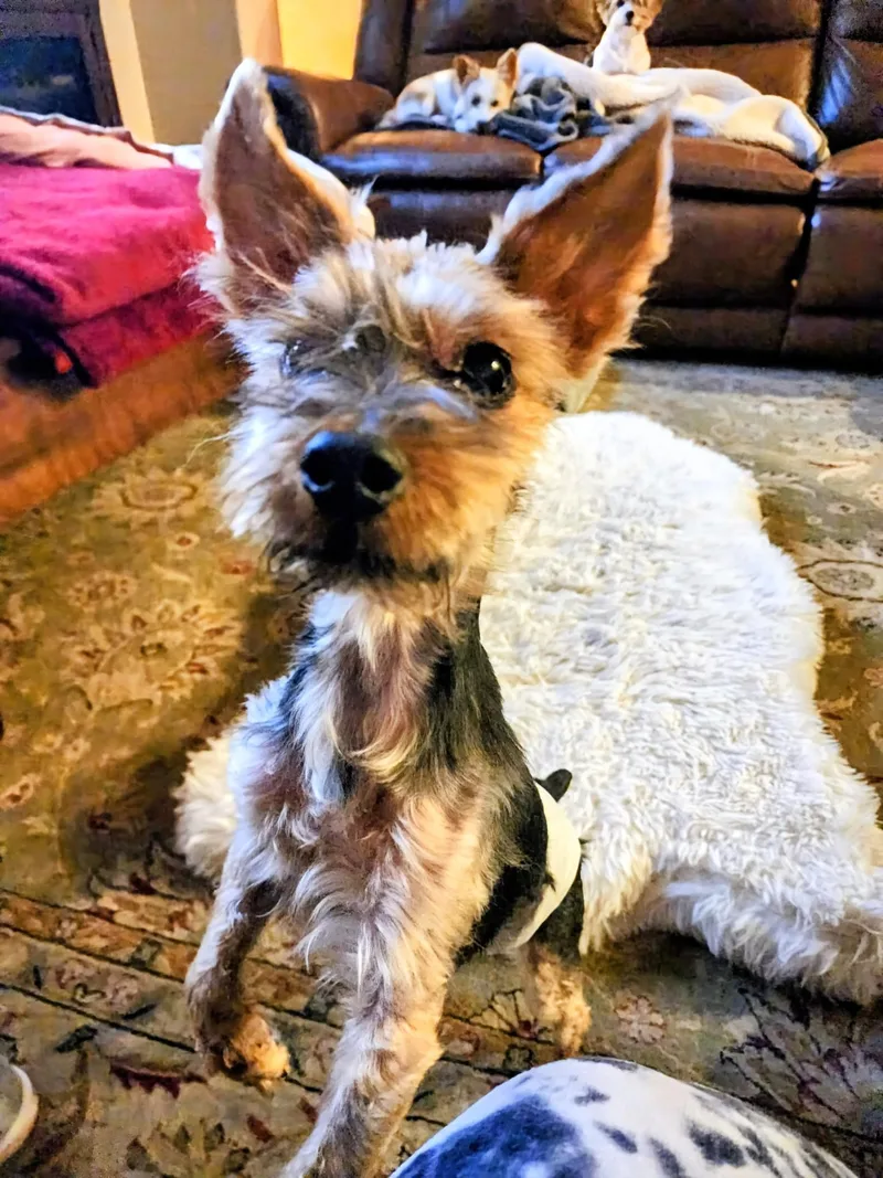 An adult small-sized male Yorkshire Terrier dog named Jaxon for adoption in Bradenton, FL